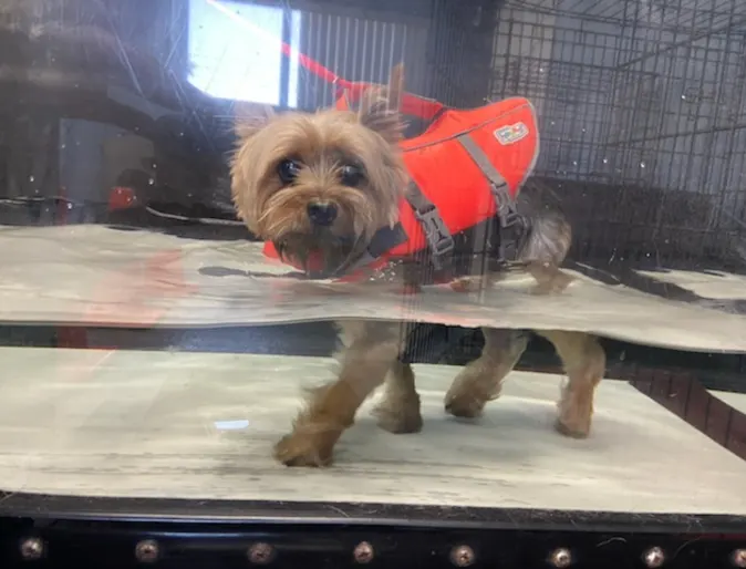 Small dog receiving hydrotherapy